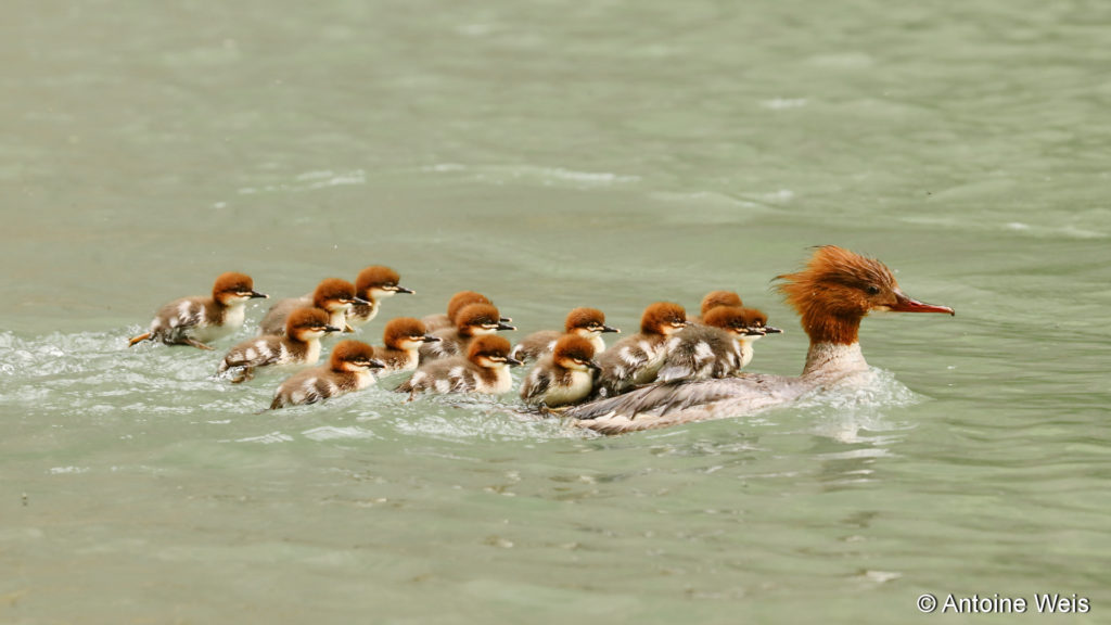 Harle bièvre (Mergus merganser), Fribourg 2017