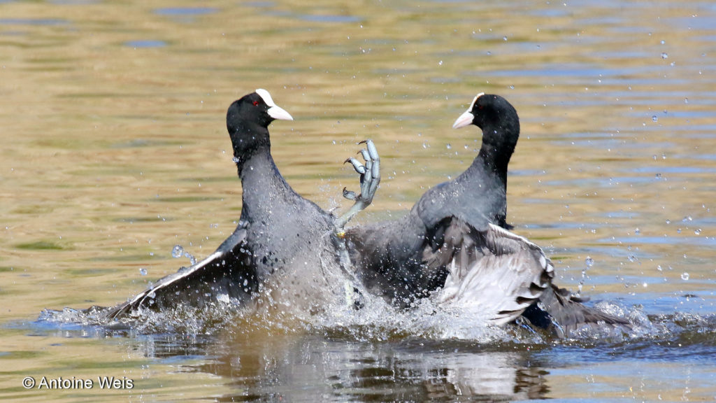 Foulque macroule (Fulica atra), Champ-Pittet 2016