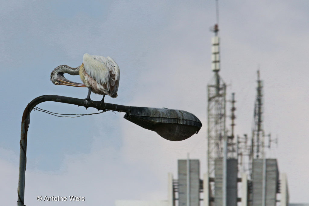 Pélican à bec tacheté (Pelecanus philippensis), Sri Lanka 2014. Premier prix au concours Sony-WPO 2015.   https://tinyurl.com/yc98fx7o