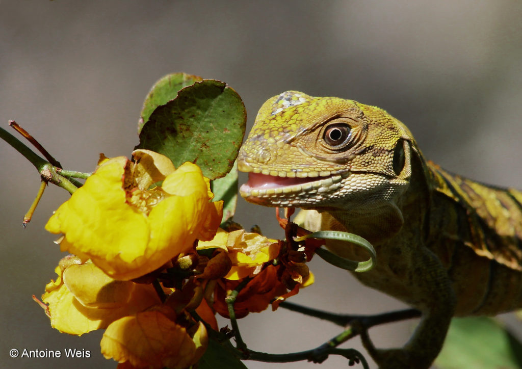 Lézard, Costa Rica 2011