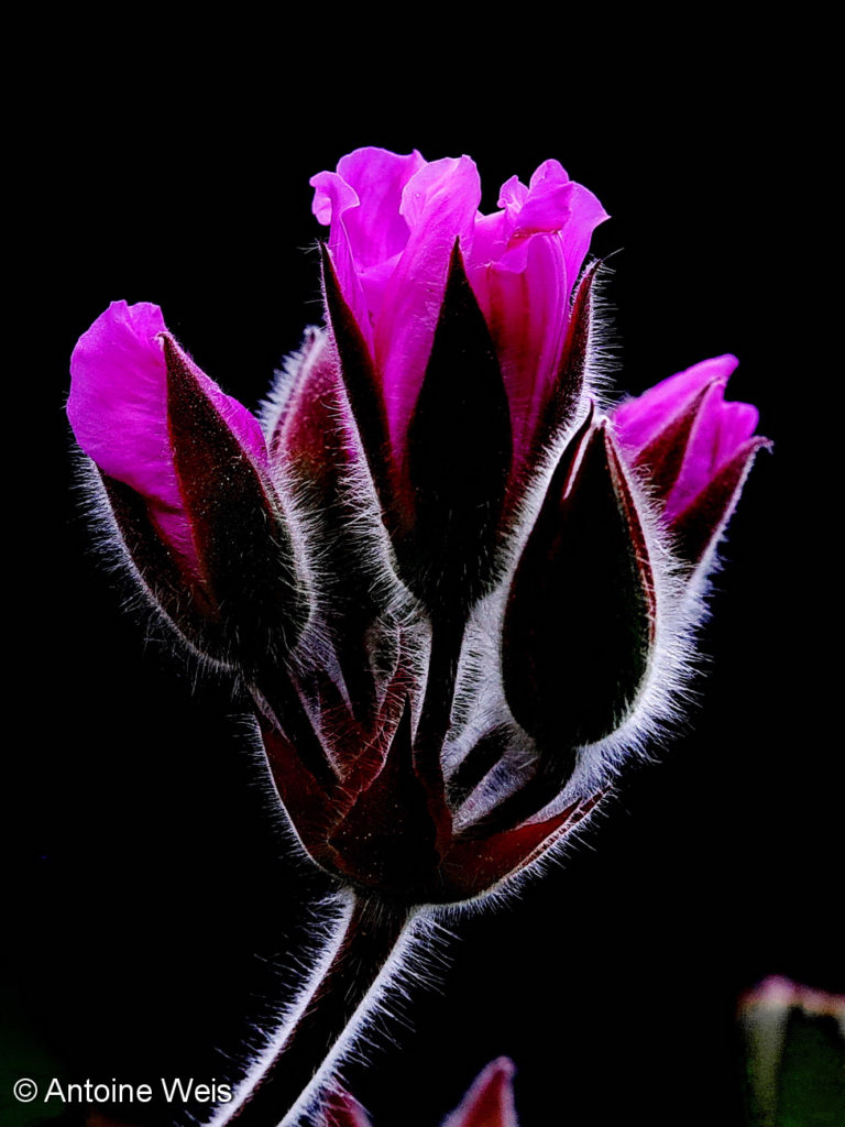 Géranium, Fribourg 2016. « Commended photographer »  au concours Sony WPO 2017. https://tinyurl.com/y8s729ot