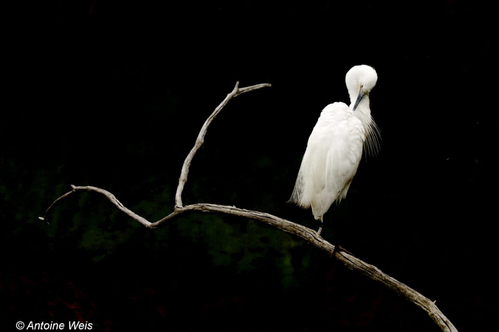 Aigrette garzette (Egretta garzetta), Réserve du Teich 2017