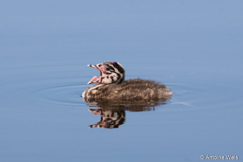 Grèbe huppé (Podiceps cristatus), Champ-Pittet 2017