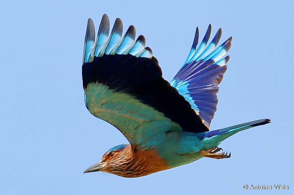 Rollier indien (Coracias benghalensis), Sri Lanka 2014