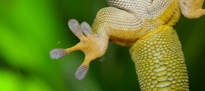 La nature, véritable muse pour les scientifiques