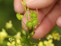 La graine de la vulgarisation pousse au Jardin