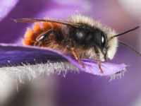 L’abeille maçonne, jolie bête à cornes