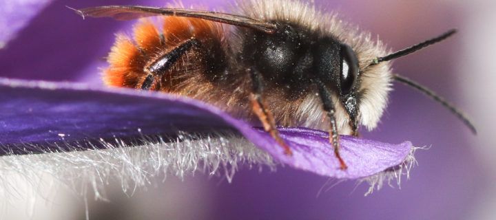 L’abeille maçonne, jolie bête à cornes