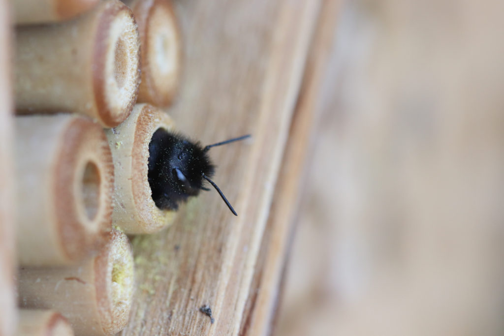 Osmia cornuta - NeuchÉtel - 12 avril 2018 Canon (28)