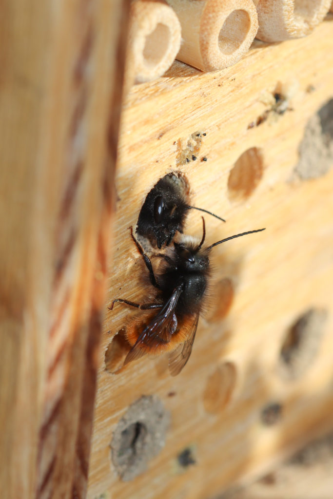 Osmia cornuta - NeuchÉtel - 26 mars 2018 Canon (1)