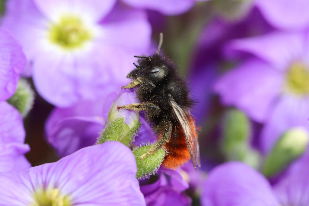 Osmia cornuta - NeuchÉtel - 26 mars 2018 Canon (85)