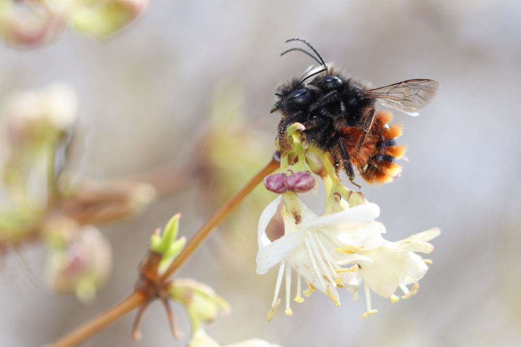 Osmia cornuta - NeuchÉtel - 3 avril 2018 Canon (12)