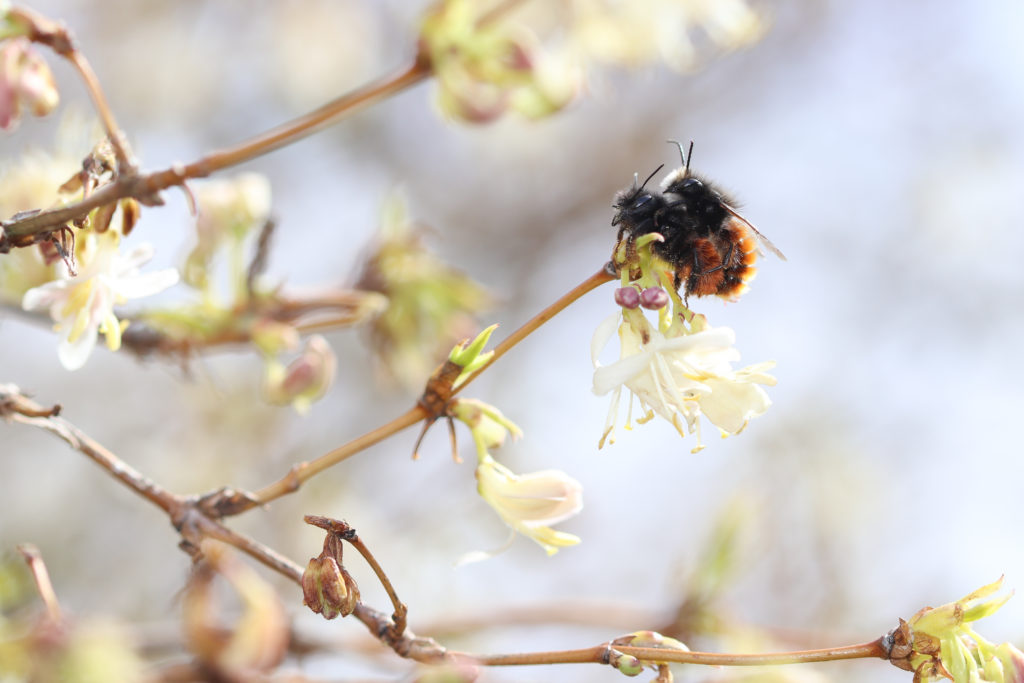 Osmia cornuta - NeuchÉtel - 3 avril 2018 Canon (15)