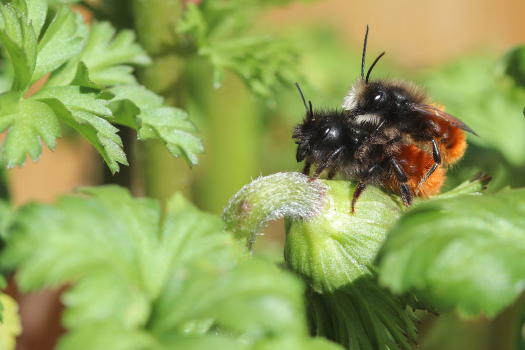 Osmia cornuta in copula - NeuchÉtel - 16 mars 2019 Canon (10)