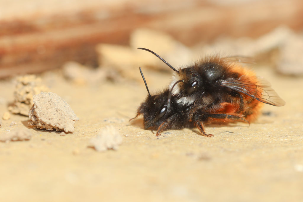 Osmia cornuta in copula - NeuchÉtel - 16 mars 2019 Canon (15)