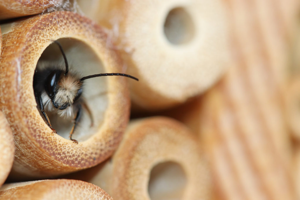 Osmia cornuta mÉle - 28 mars 2018 Canon (3)-2