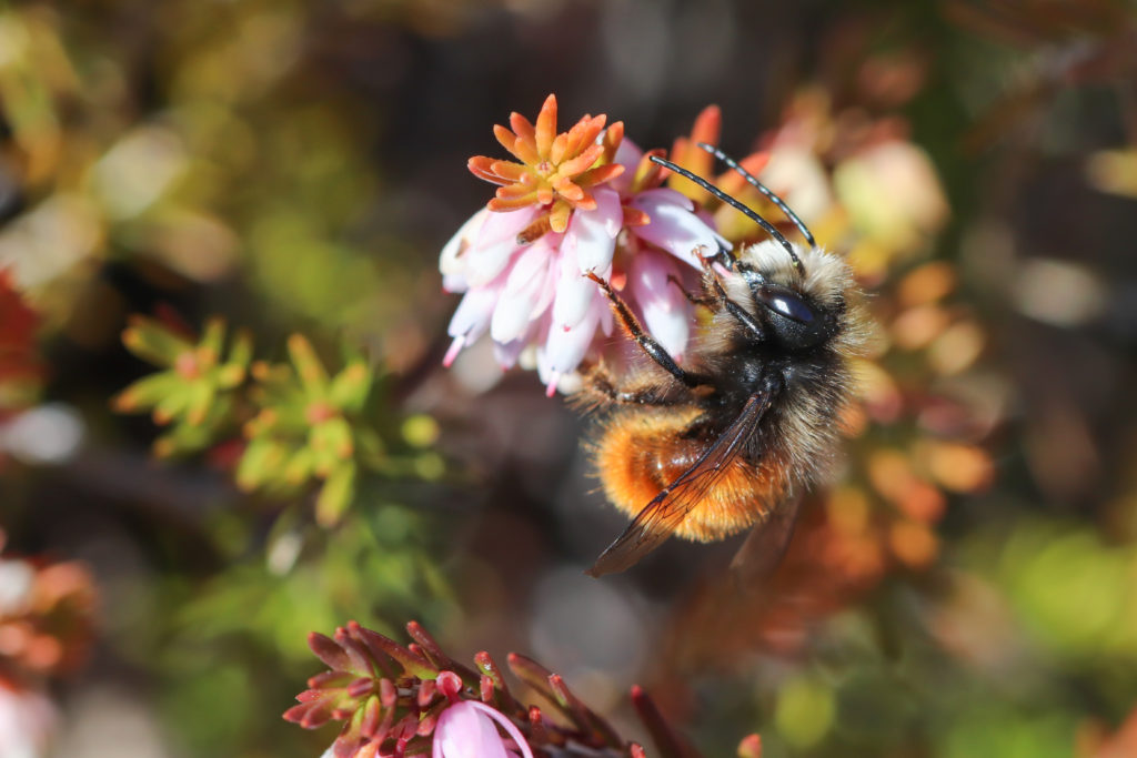 Osmia cornuta mÉle - Jardin botanique de NeuchÉtel - 23 mars 2018 Canon (12)