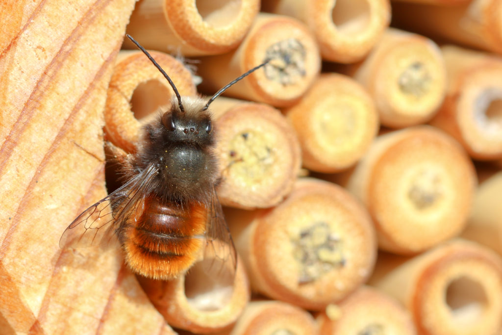 Osmia cornuta mÉle - NeuchÉtel - 3 mars 2019 Canon (13)