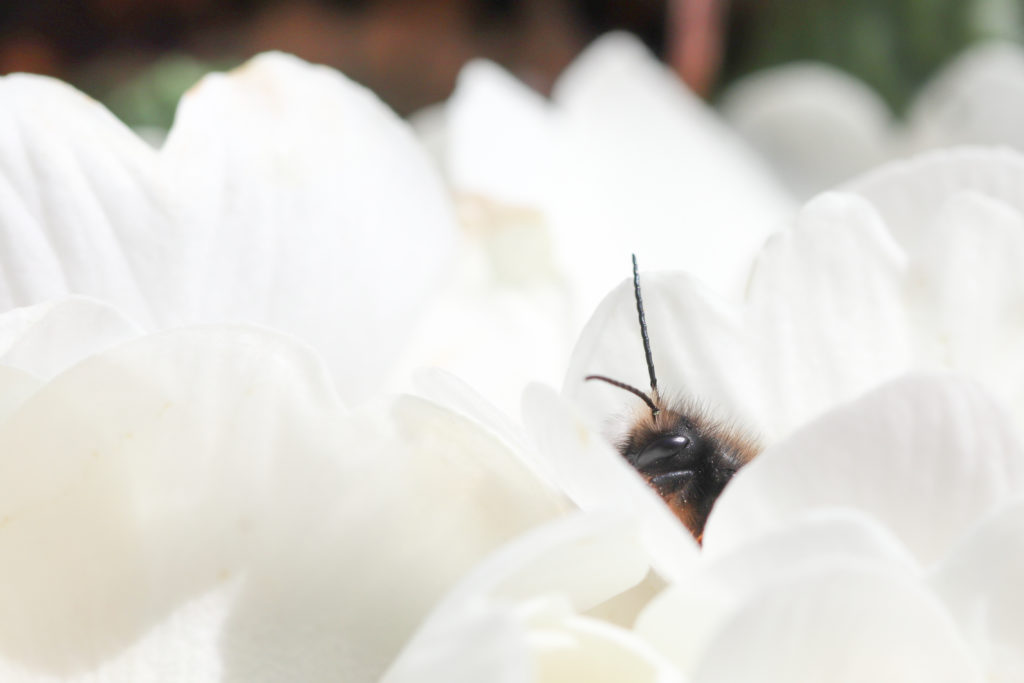 Osmia cornuta mÉle - NeuchÉtel - 3 mars 2019 Canon (17)