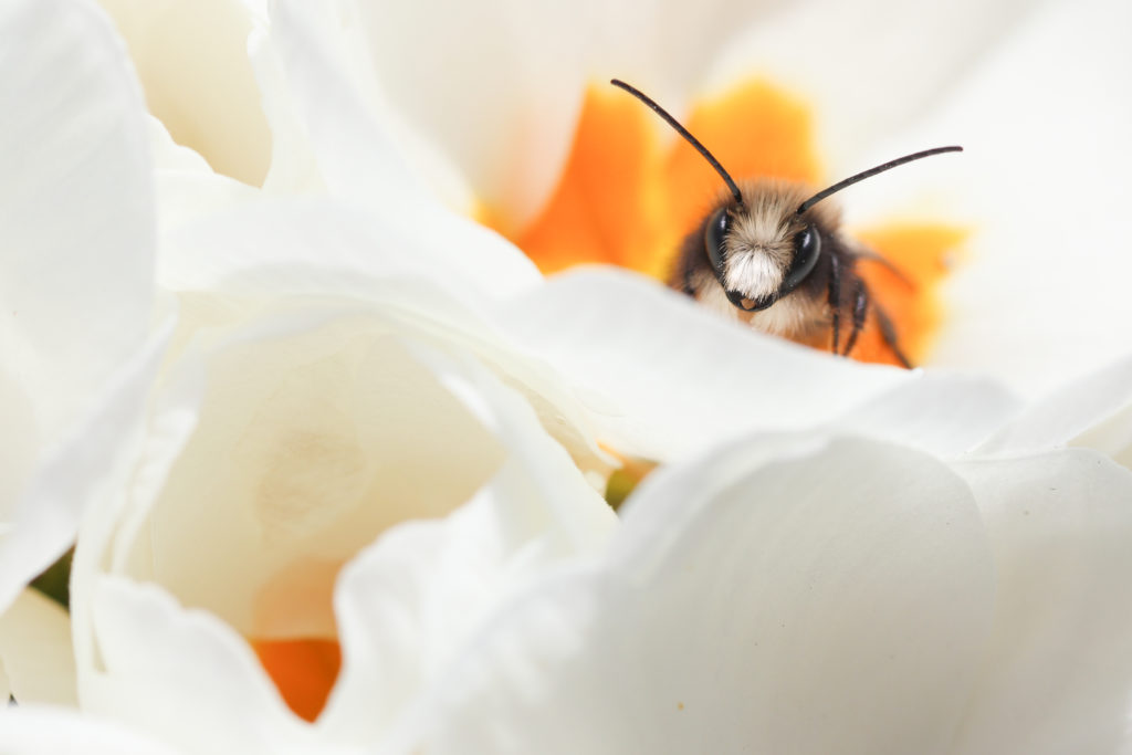 Osmia cornuta mÉle - NeuchÉtel - 3 mars 2019 Canon (50)