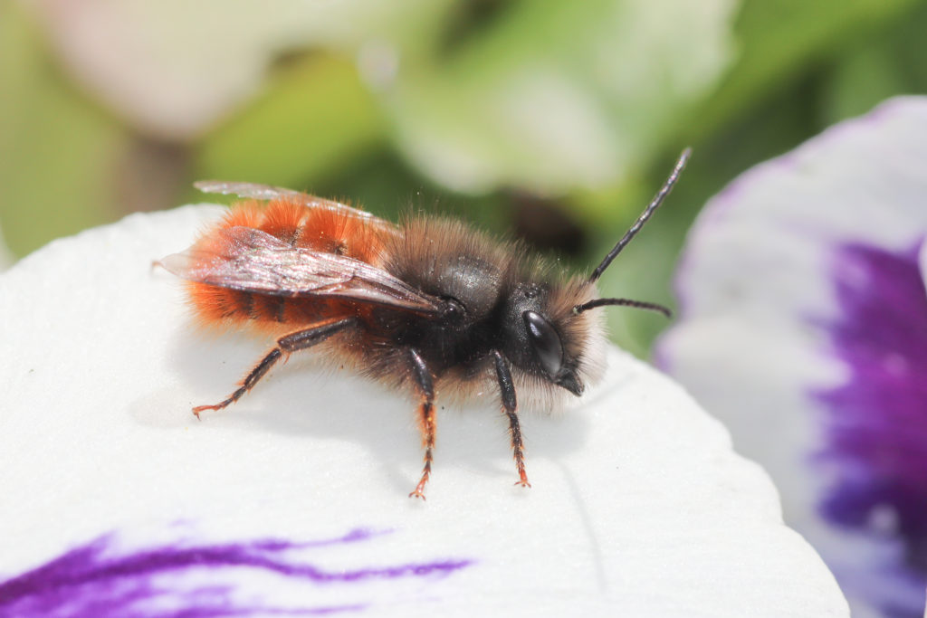 Osmia cornuta mÉle - NeuchÉtel - 3 mars 2019 Canon (75)