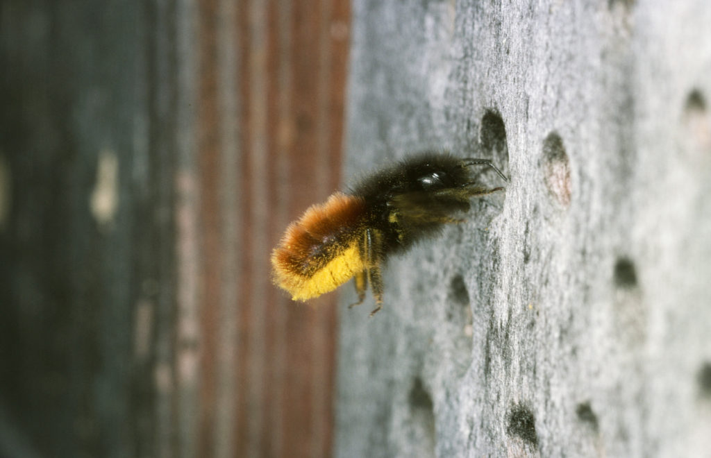 Osmia cornuta