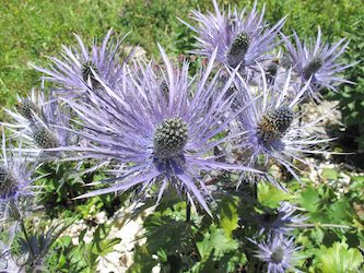 Eryngium alpinum (ChardonBleu) | Copyright: Gregor Kozlowski Kopie