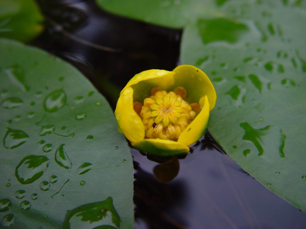 Nuphar pumila | Copyright: Gregor Kozlowski