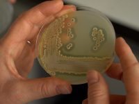 Des bactéries à la place des fongicides