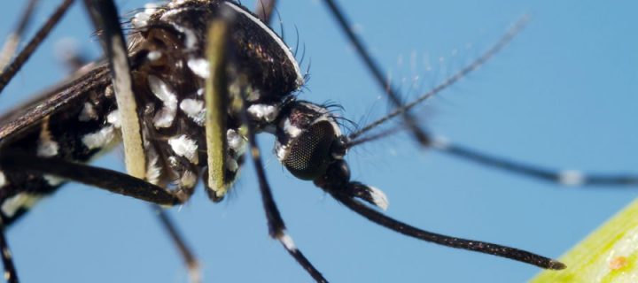 «Alien Species» – ein Thema, das den Leuten unter den Nägeln brennt