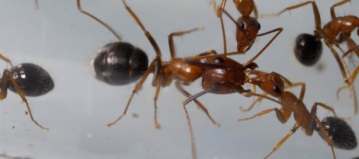 Mais que peuvent bien se dire les fourmis?