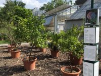 Hingucker und Anekdoten im Botanischen Garten