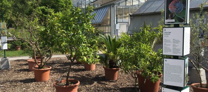 Hingucker und Anekdoten im Botanischen Garten