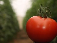 A quand des tomates dans le désert?