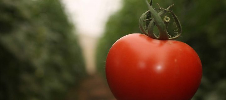 A quand des tomates dans le désert?