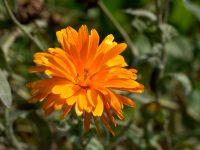 Quand le calendula passe, les bobos trépassent