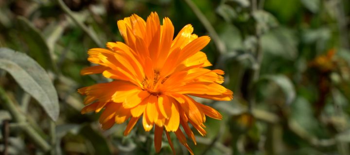 Quand le calendula passe, les bobos trépassent