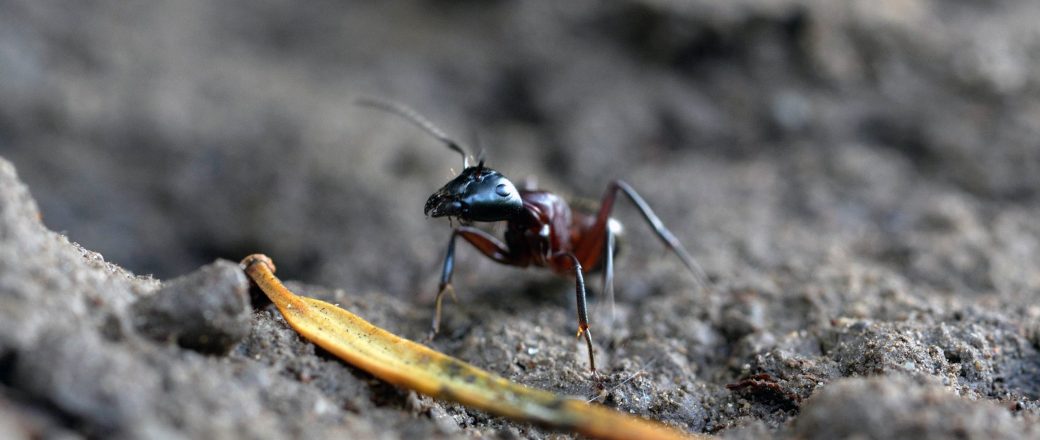 Les plantes seront son métier, mais les fourmis sont sa passion.