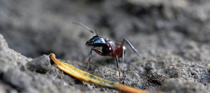 Les plantes seront son métier, mais les fourmis sont sa passion.