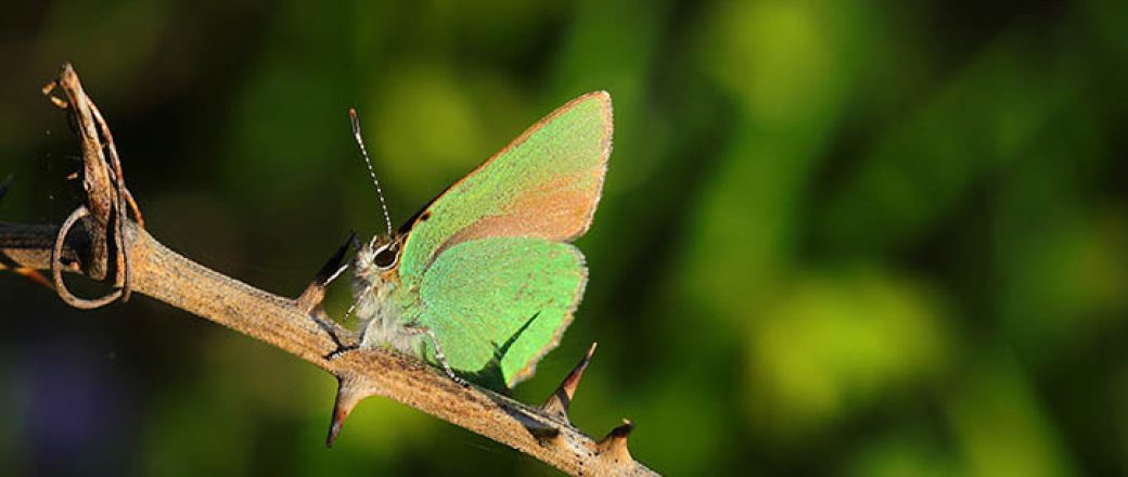 Une recherche haute en couleurs