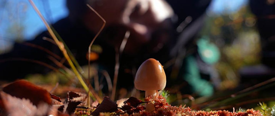 Un trésor spongieux: les champignons du Rotmoos