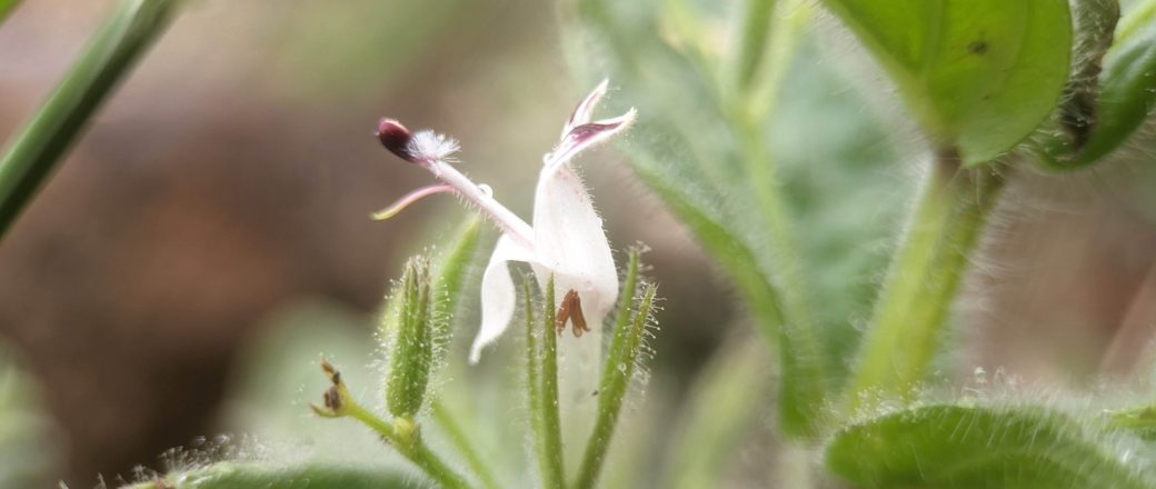 Andrographis paniculata: un complément prisé, mais pas sans risques