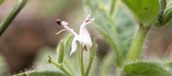 Andrographis paniculata: un complément prisé, mais pas sans risques