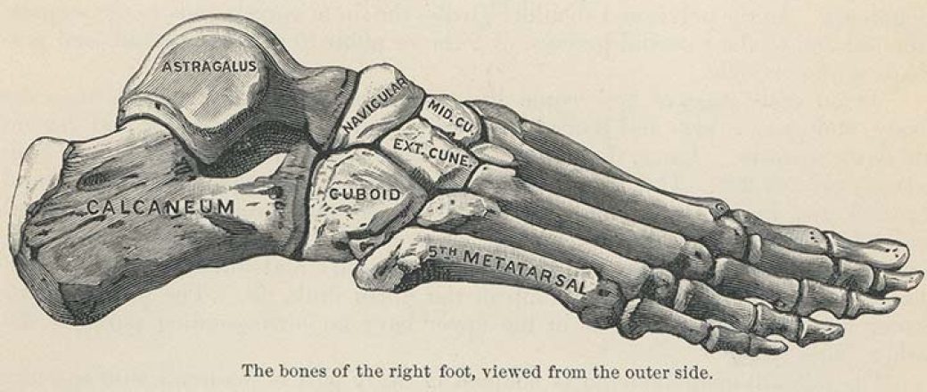 Le scandale de l’astragale!