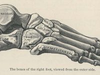 Le scandale de l’astragale!