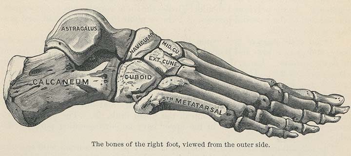 Le scandale de l’astragale!