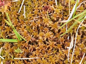 Sphaigne fauve (Sphagnum subfulvum)