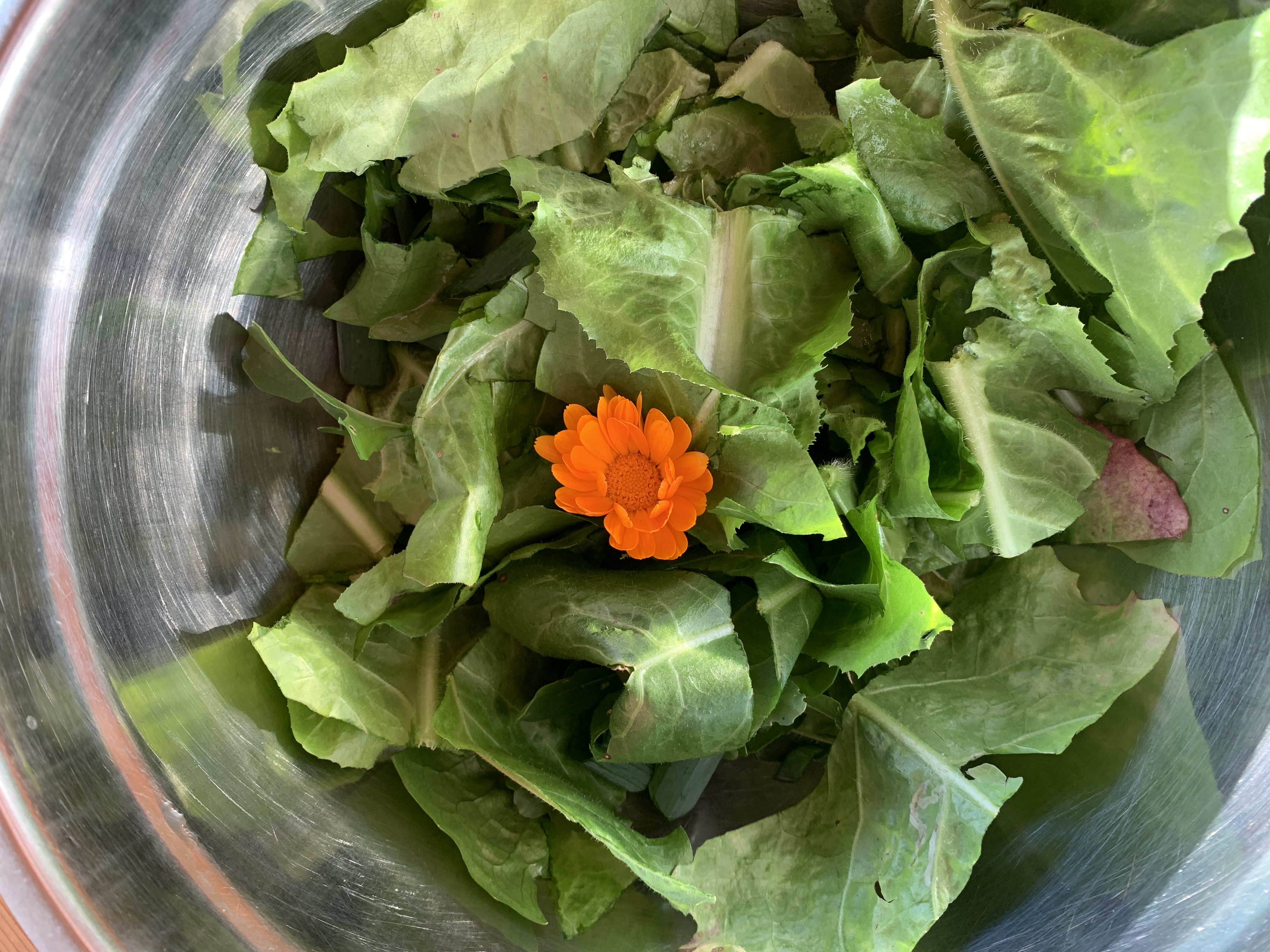 Salat aus dem Garten